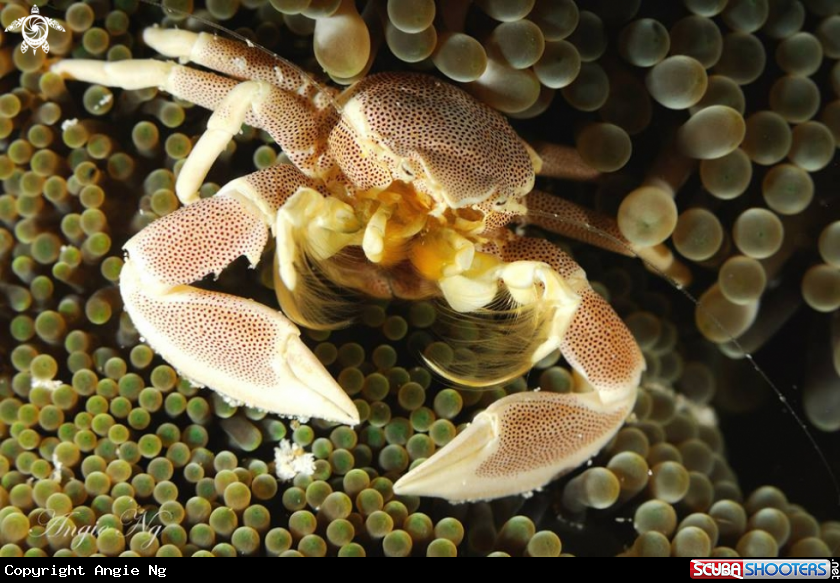 A abnormal crab