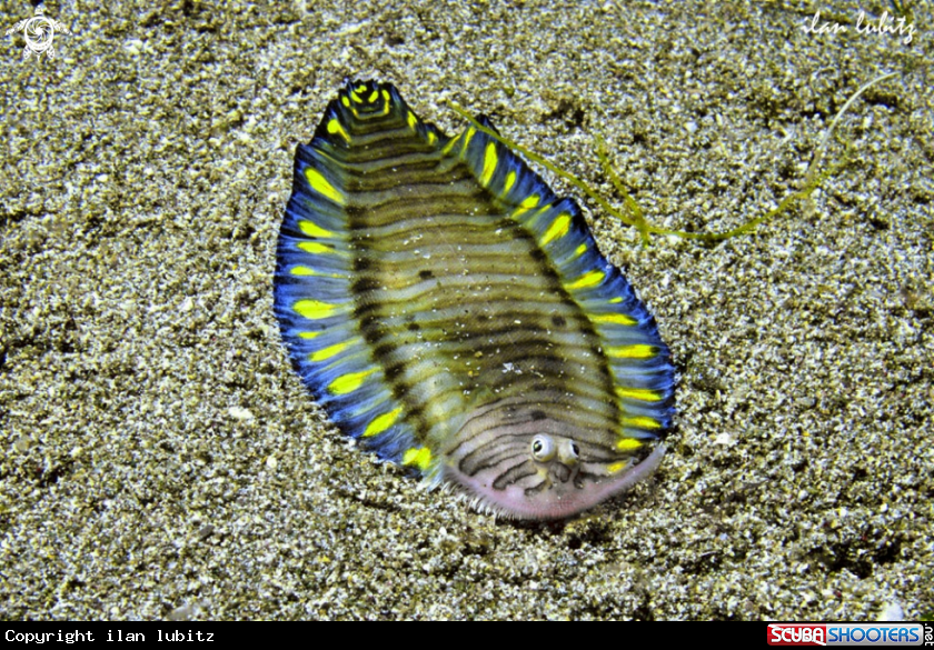 A sole fish