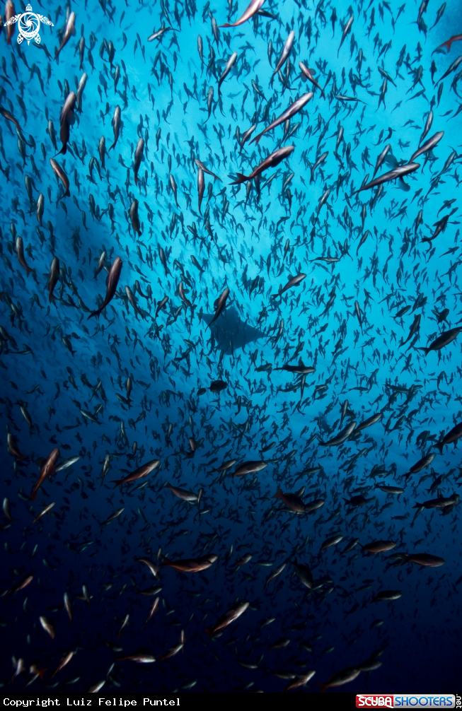 A Eagle Ray