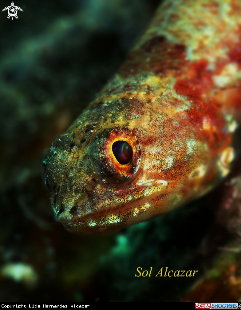 A lizard fish