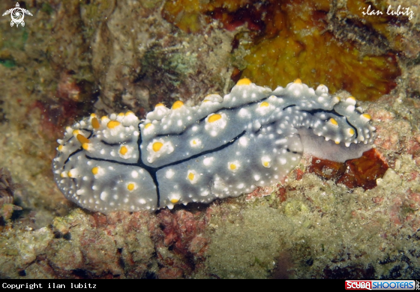 A Nudibranch