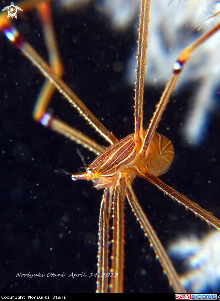 A Ortmann's spider-crab
