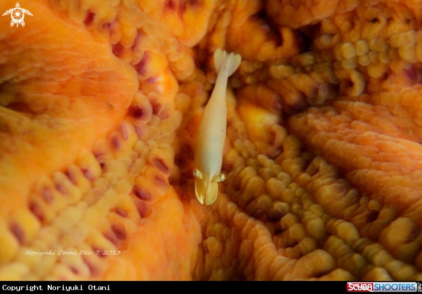 A starfish shrimp
