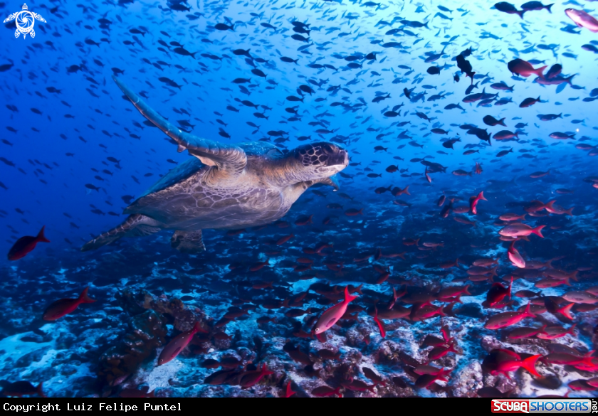 A Green Turtle