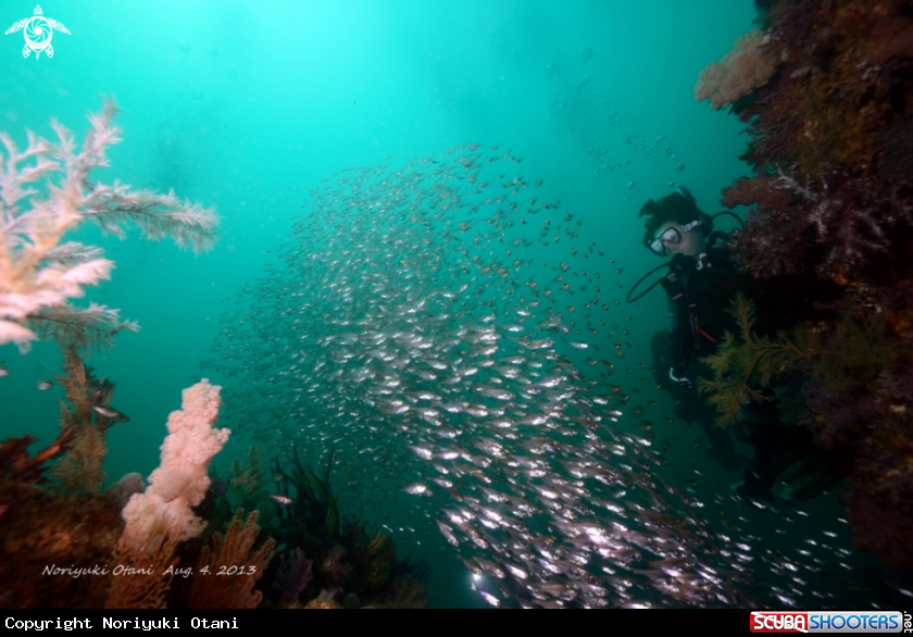 A   Luminous cardinalfish 