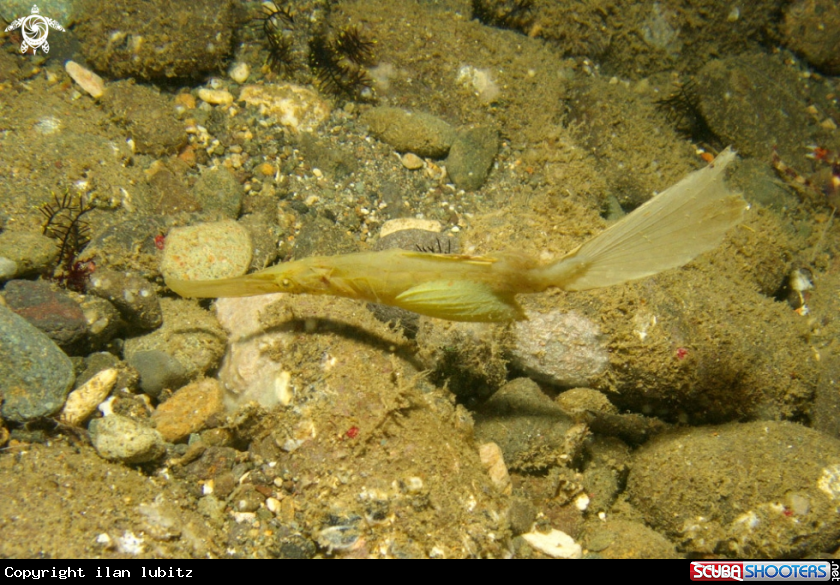 A ghostpipfish