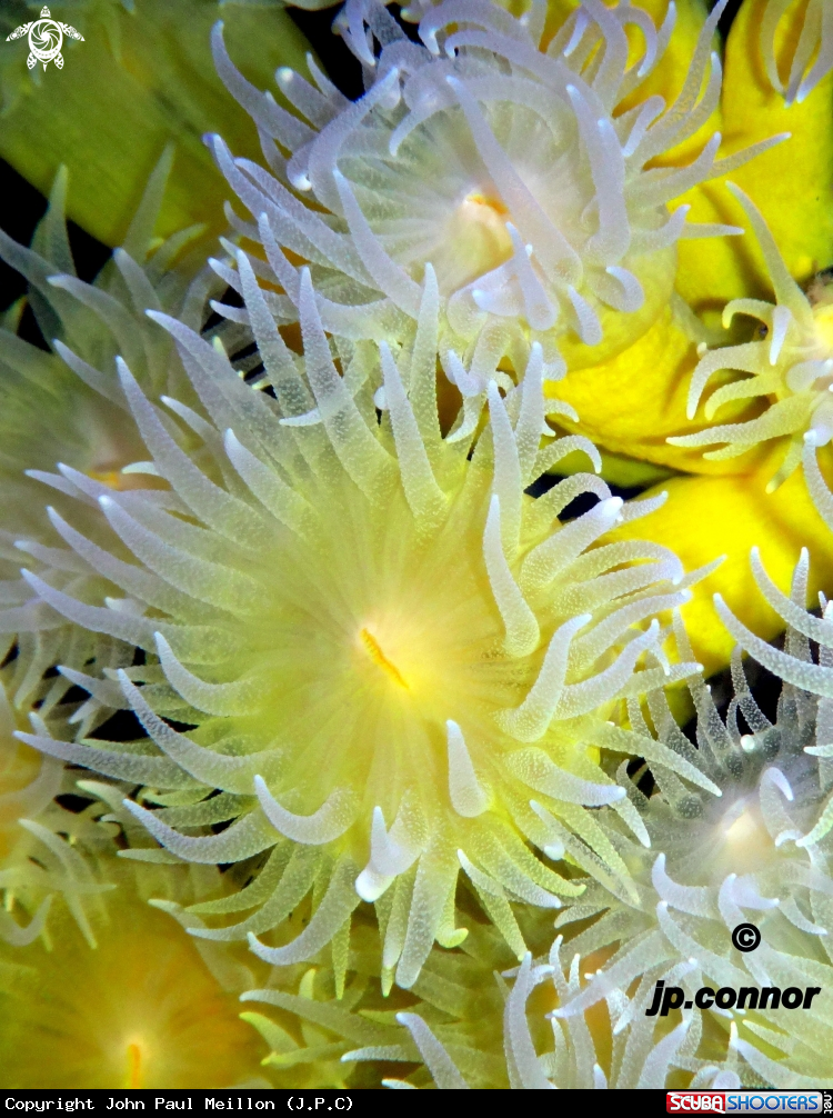 A Corail Jaune Solitaire