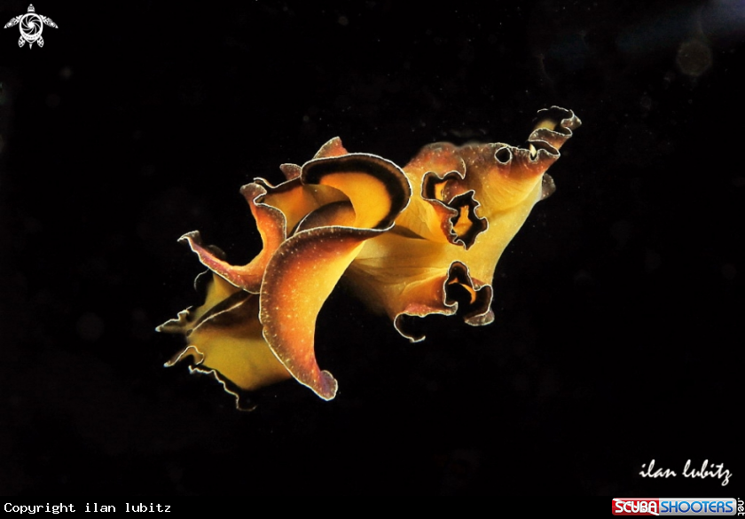 A Nudibranch