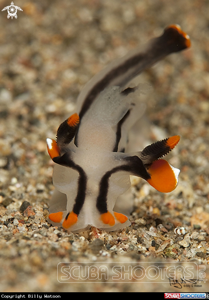A Thecacera picta 