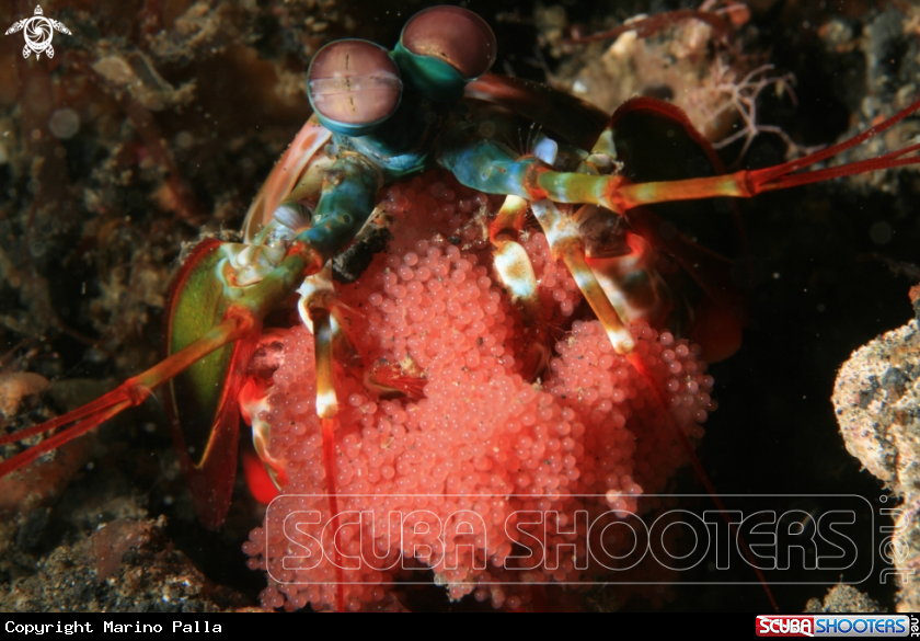 A Mantis Shrimp