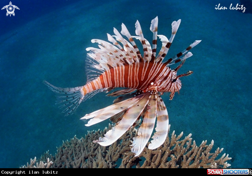 A Llion fish