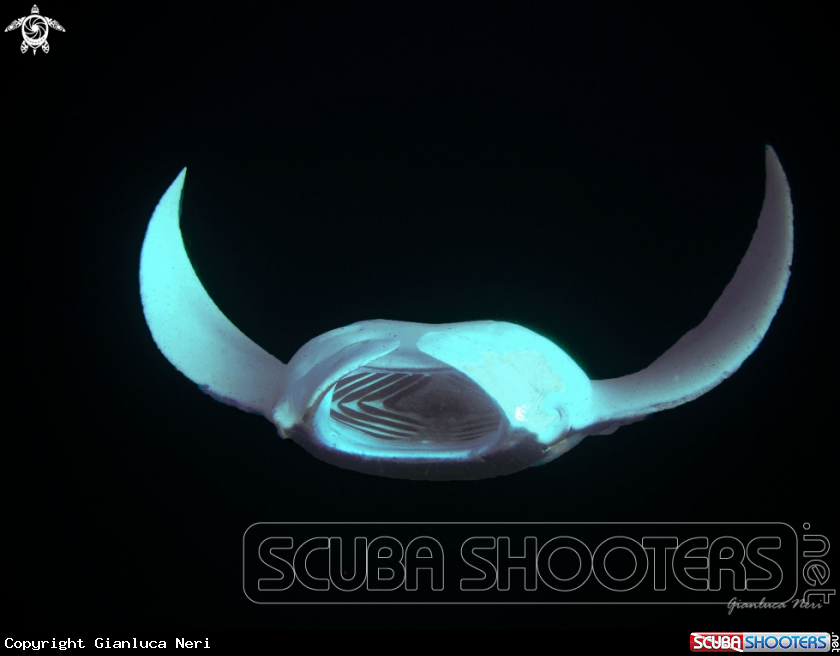 A Manta