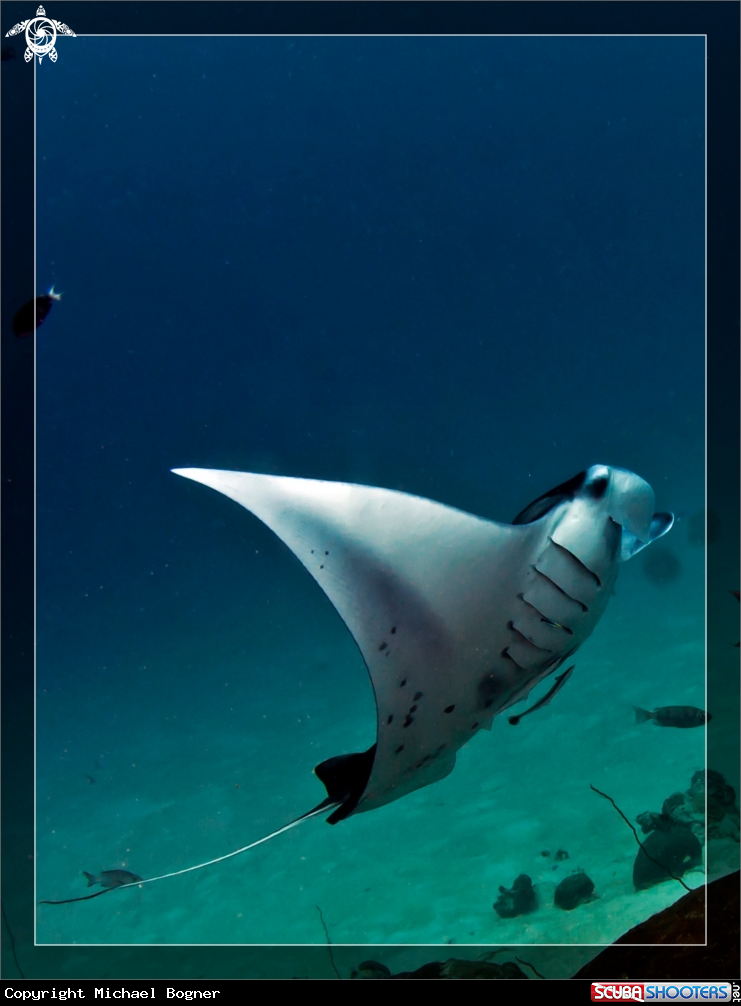 A Manta Ray
