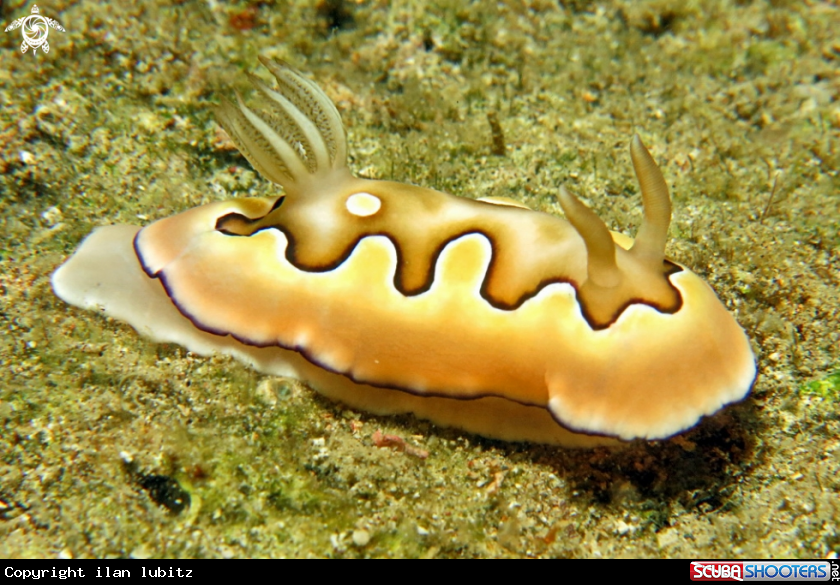 A Nudibranch