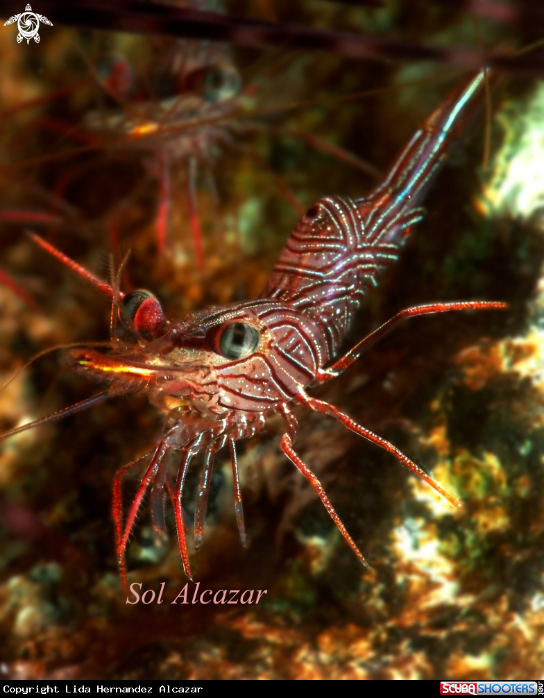 A dancing shrimp