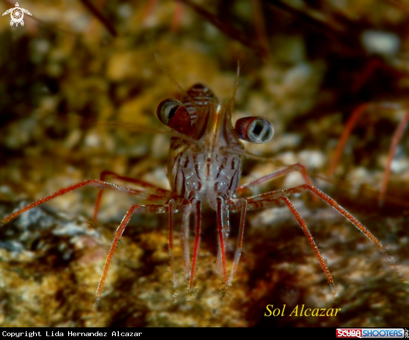 A dancing shrimp