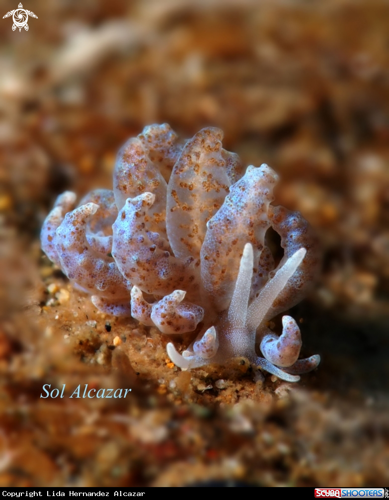 A solar powered nudibranch 
