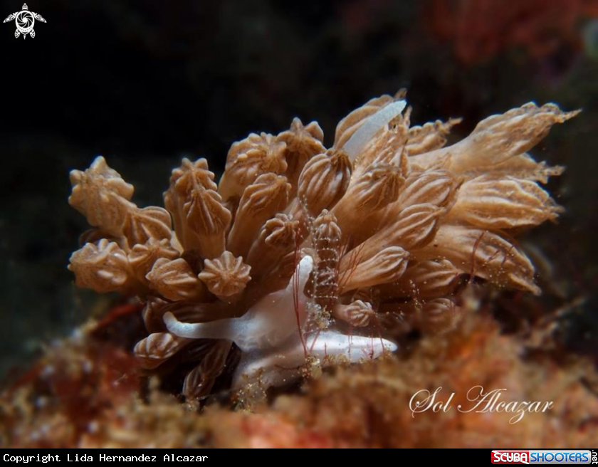 A Rudmani's nudibranch