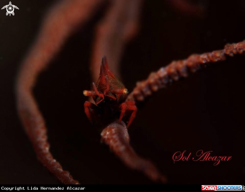 A rhino shrimp