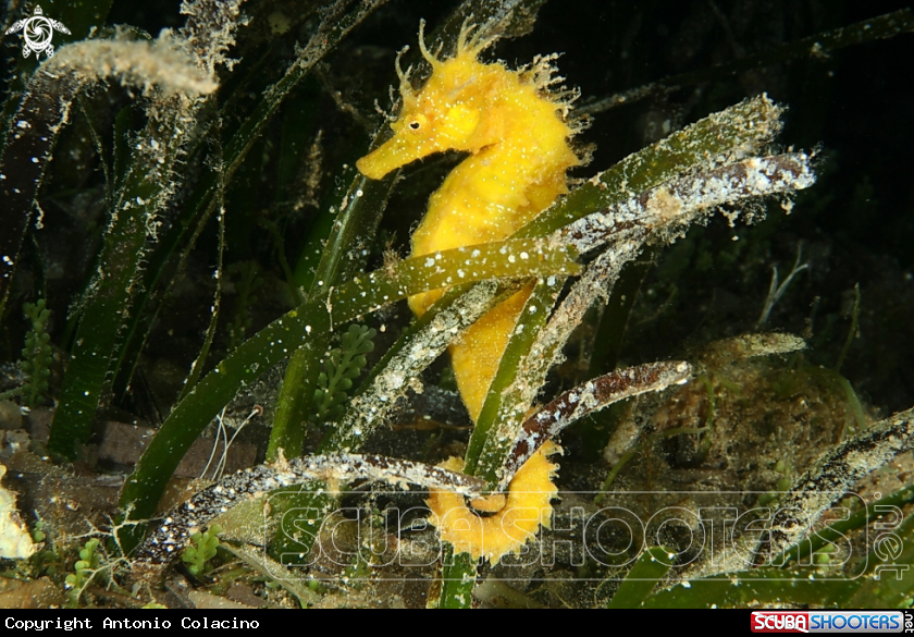 A Cavalluccio marino-Sea Horse