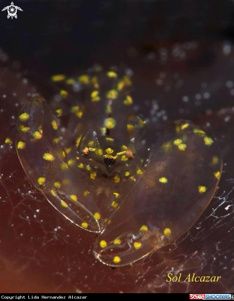 A snapping shrimp