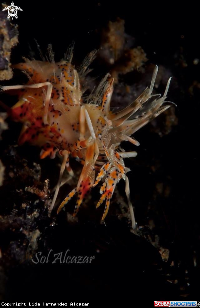 A tiger shrimp
