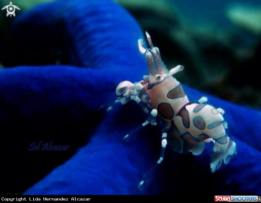 A Harlequin Shrimp