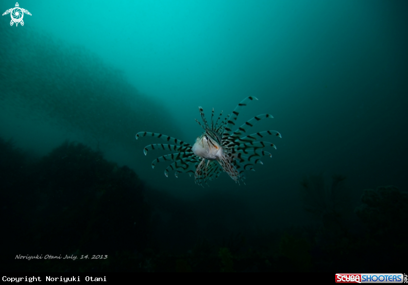A Lionfish