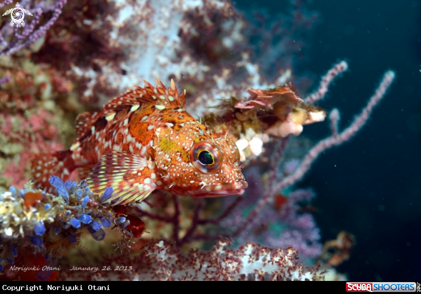 A Scorpionfish