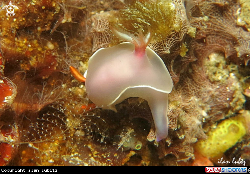 A Nudibranch