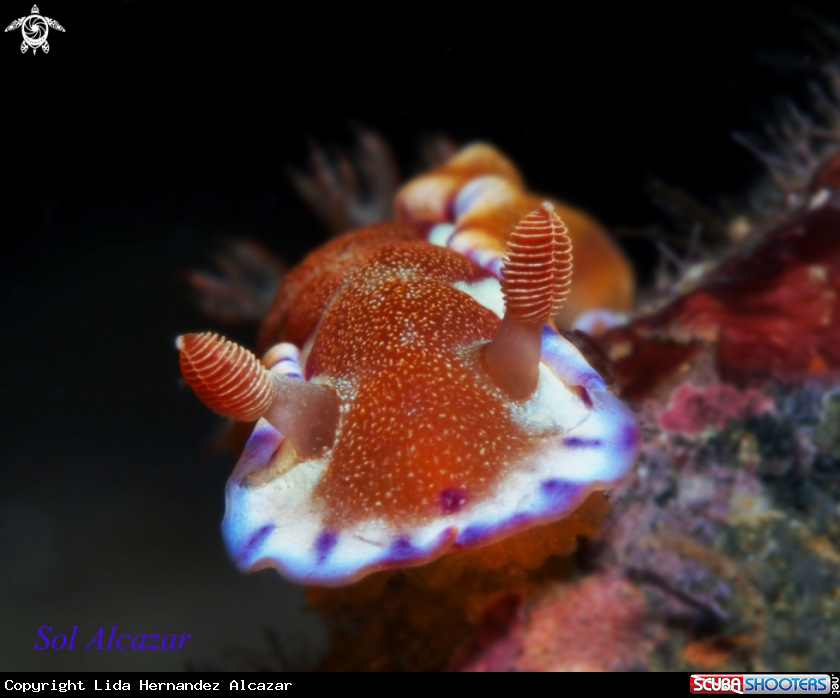 A Juvenile Spanish Dancer
