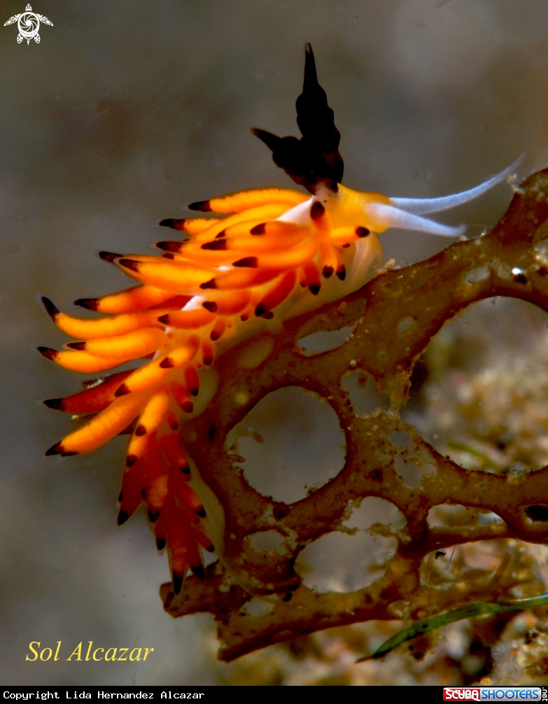 A Favorinus Nudibranch