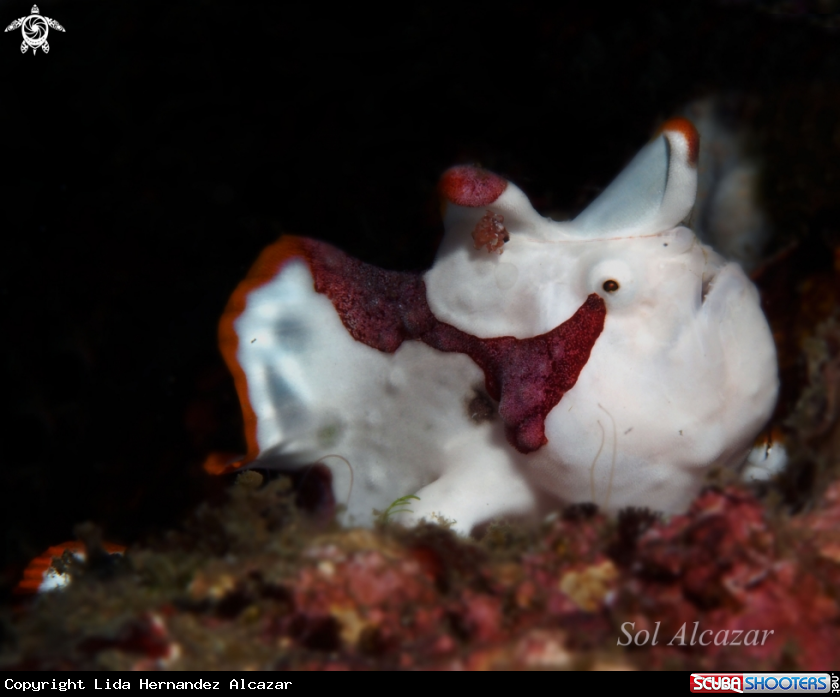 A juvenile frogfish 