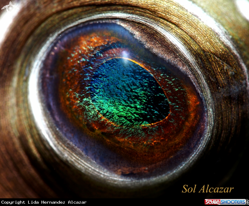A Eye of Pufferfish