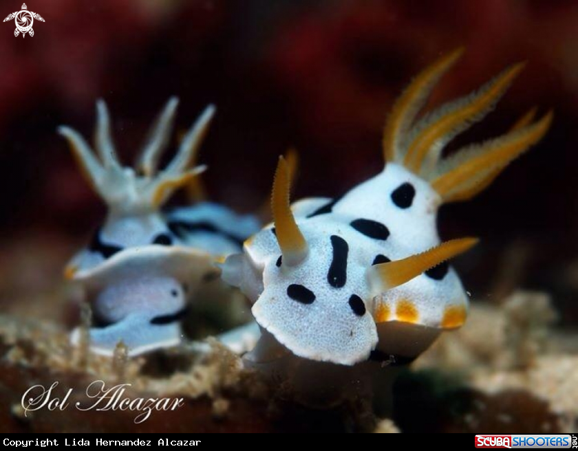 A Nudibranch Dianae