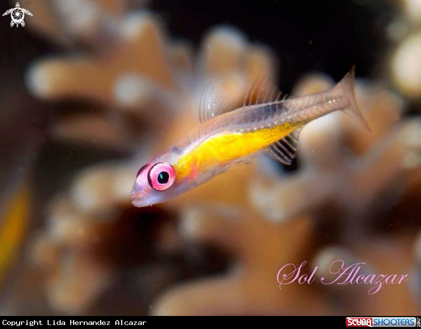 A pinkeye goby 