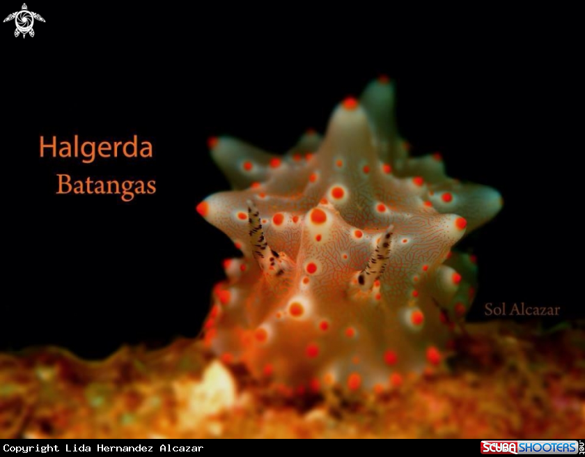A Halgerda Batangas