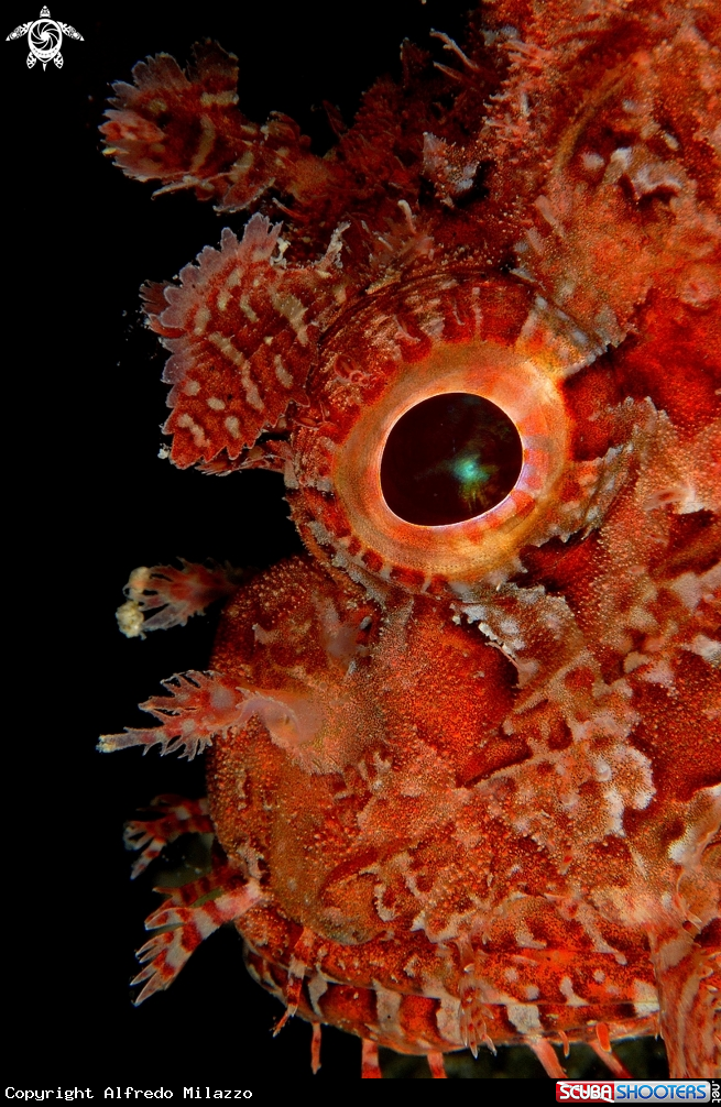 A Scorfano rosso