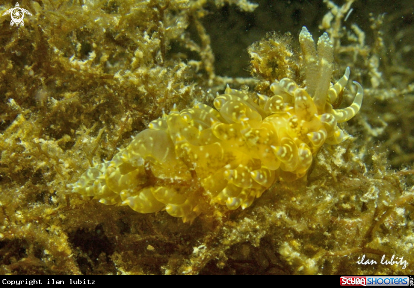 A sea slug