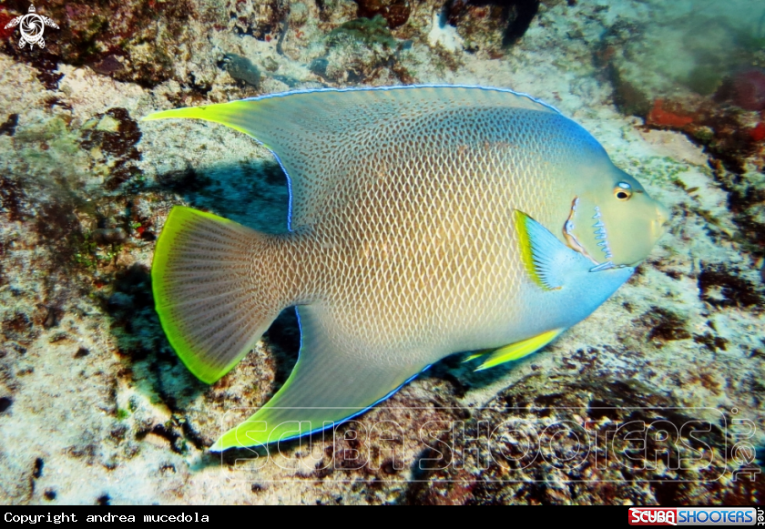A pesce angelo - QUEEN ANGELFISH  