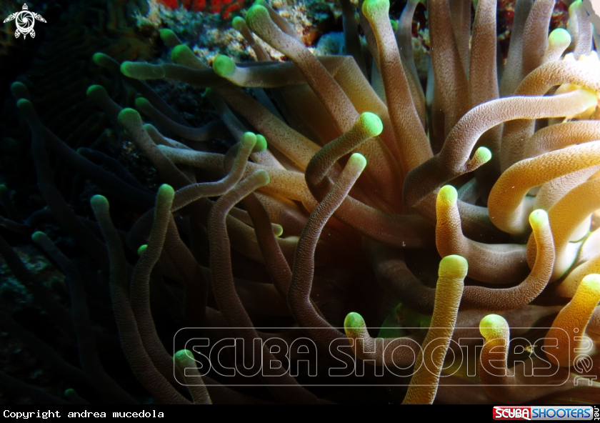 A Anemone