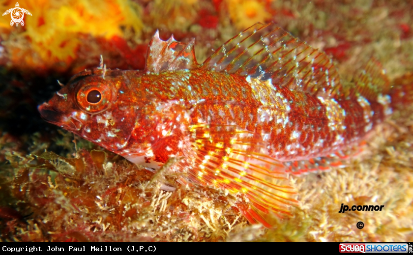 A TRYPTÉRIGION ROUGE 