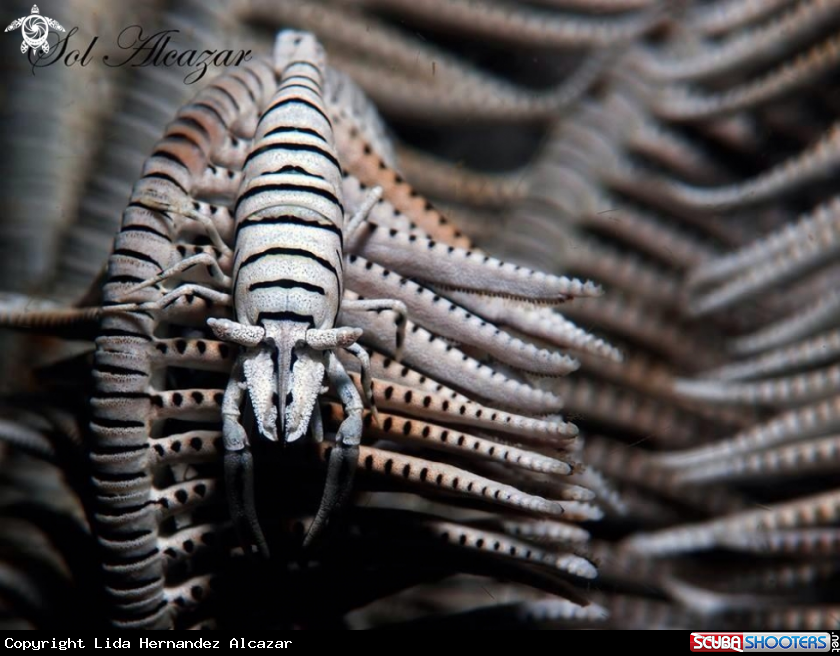 A crinoid shrimp