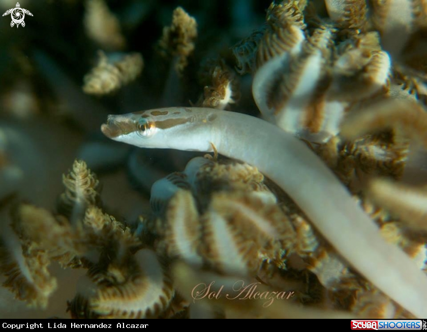 A Xenia coral pipefish