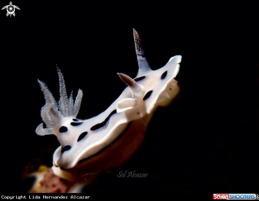 A chromodoris dianae nudibranch 