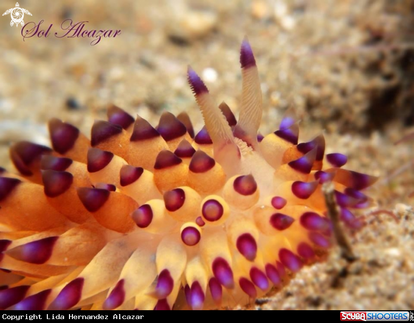 A Janolus sp.