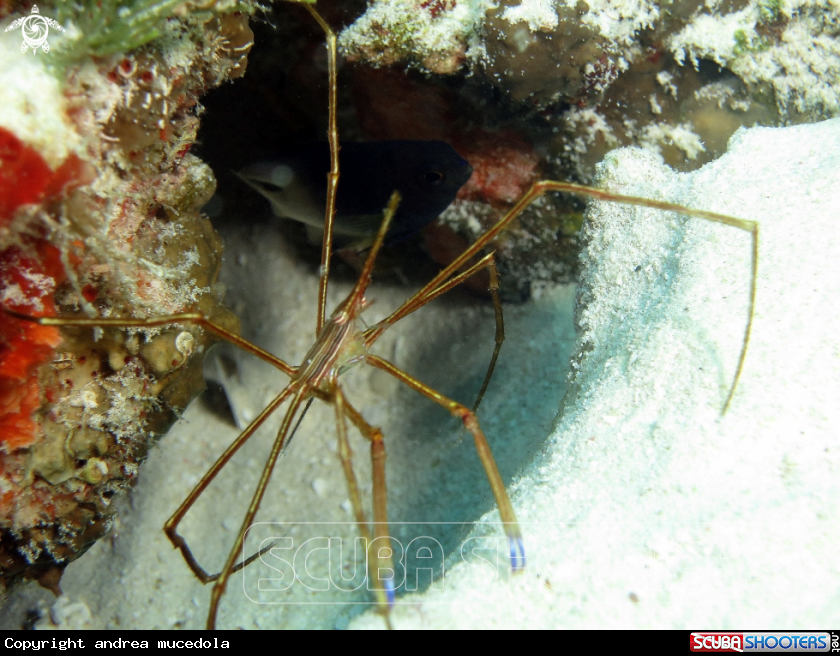 A arrow crab