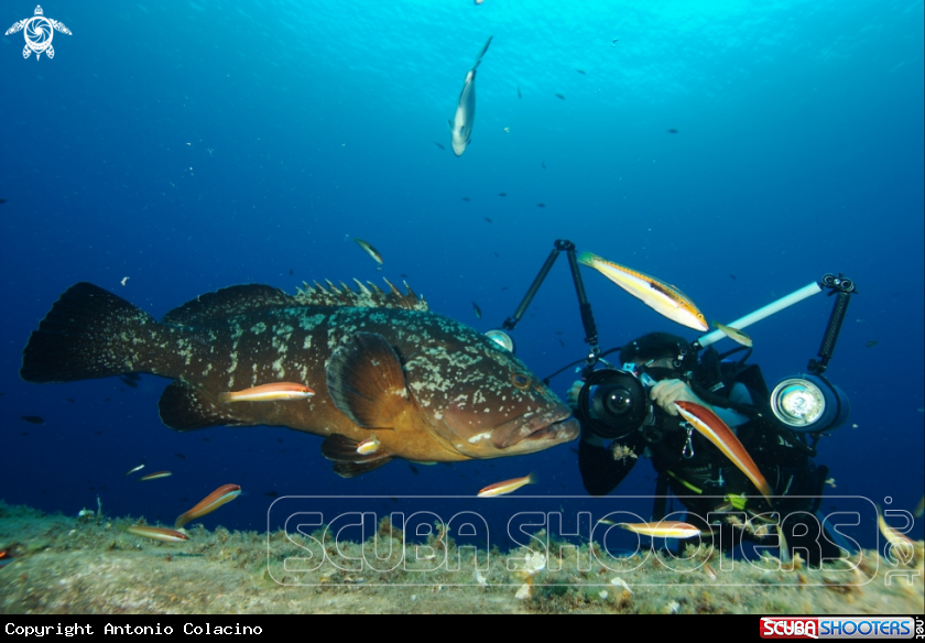 A Cernia bruna,brown grouper, merou