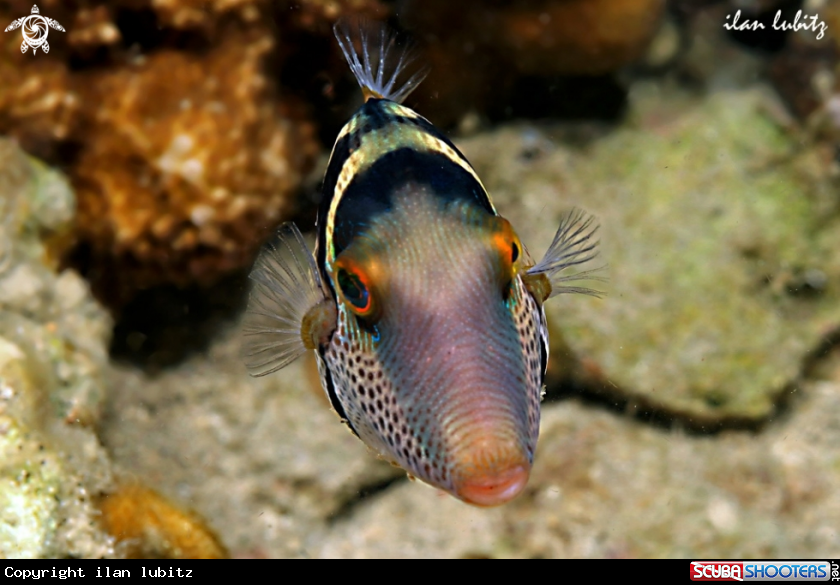 A Reef fish