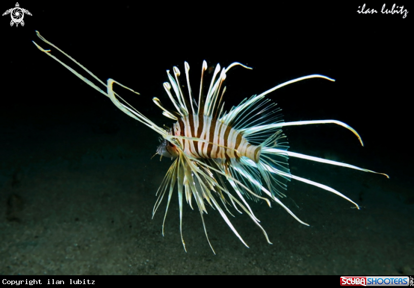 A Lion fish